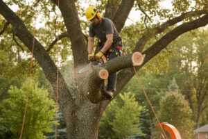 Seasonal tree trimming protecting a Metro Atlanta yard